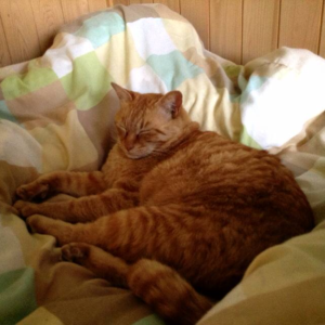 サイトアイコン